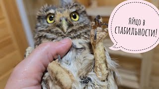 The little owl Kutusha has an egg stuck. An owl cannot lay an egg for a day