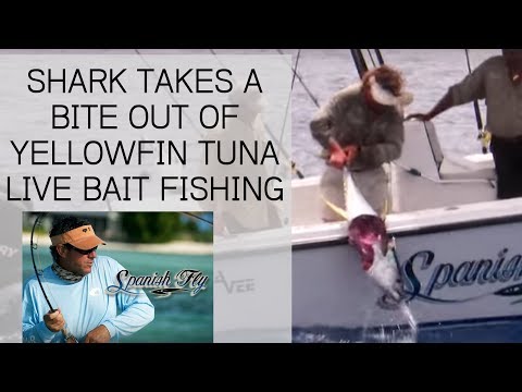 Shark Attacks Yellowfin Tuna while Live Bait Fishing - Jose Wejebe / Spanish Fly TV
