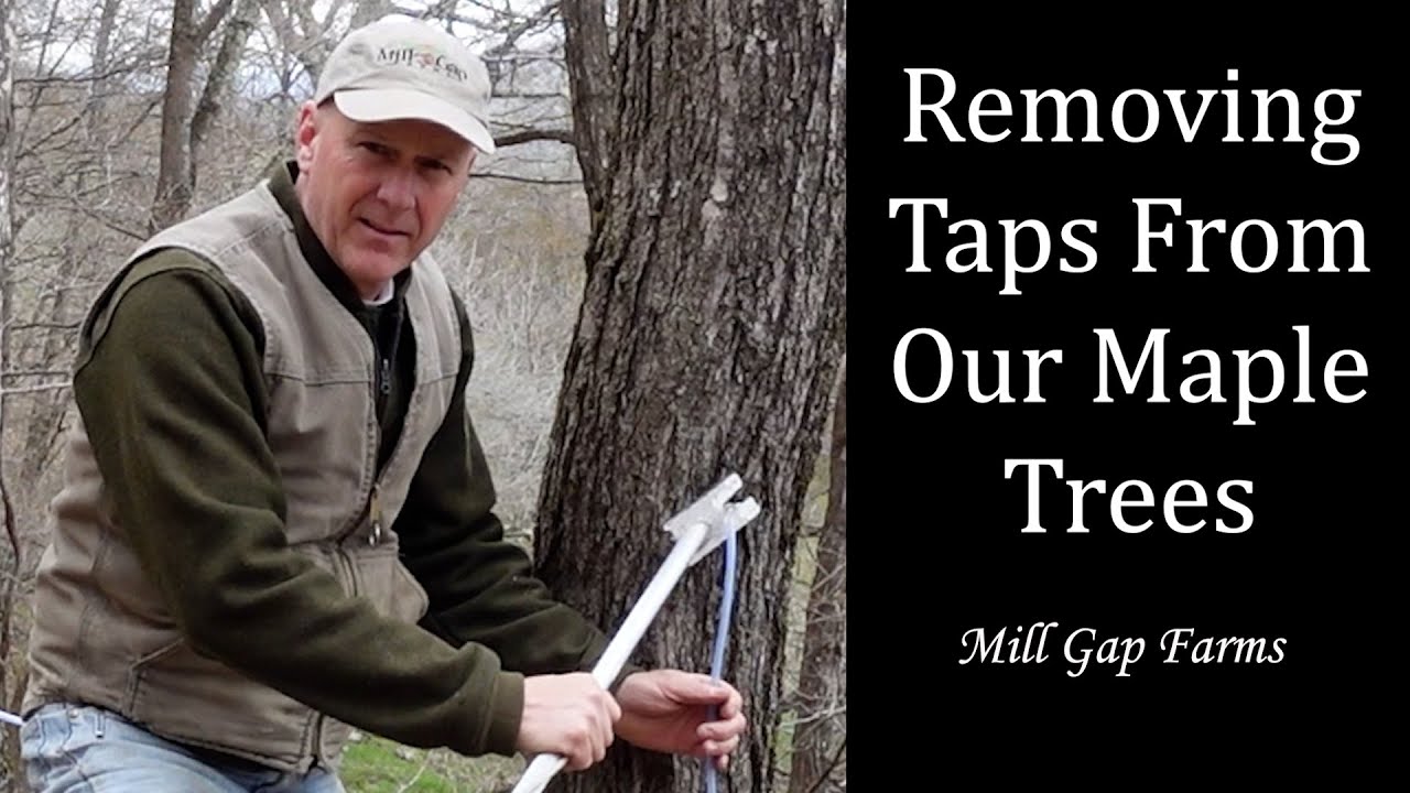 Untapping our Maple Trees - Finished in the Woods for 2021 - YouTube