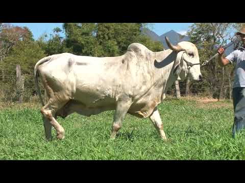 LOTE 31 - COC Agropecuária