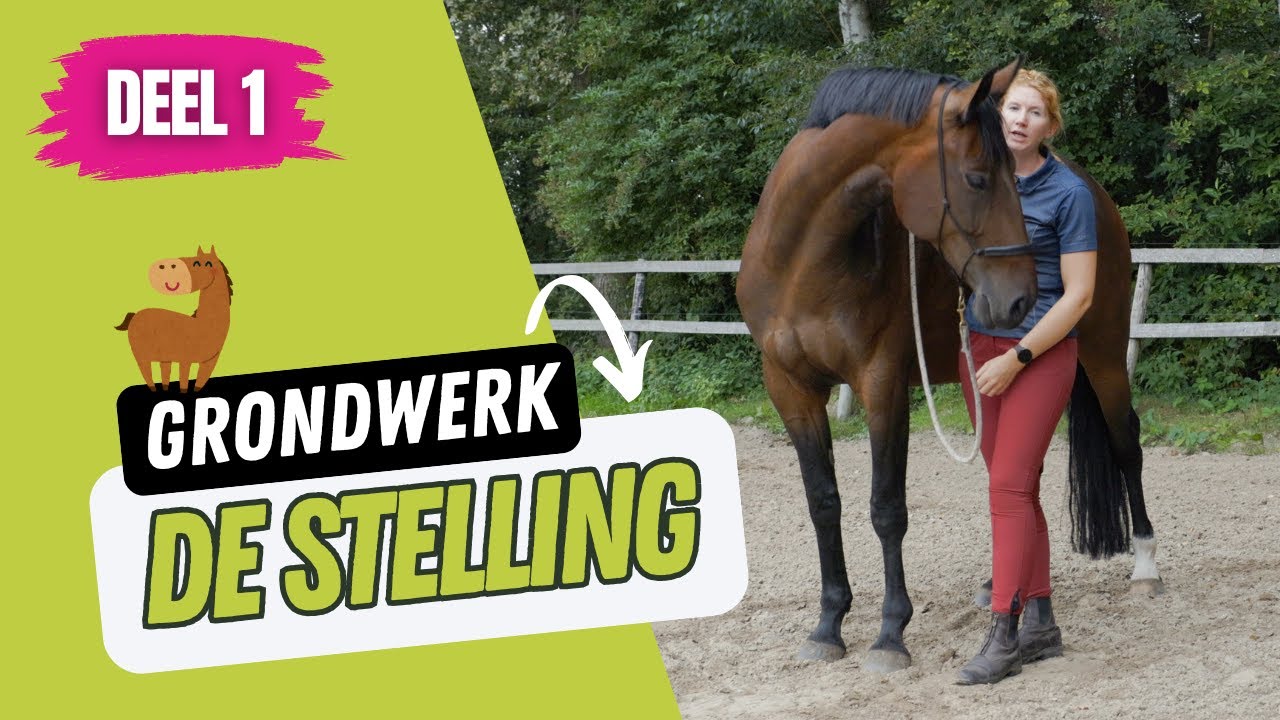 Grondwerk met het paard – het aanleren van de stelling 👏🏻  (deel 1/5)