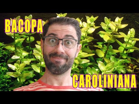 Como cuidar da planta Bacopa Caroliniana em um aquário