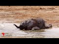 Day old elephant tries to drink water with his mouth along the Chobe River #shorts