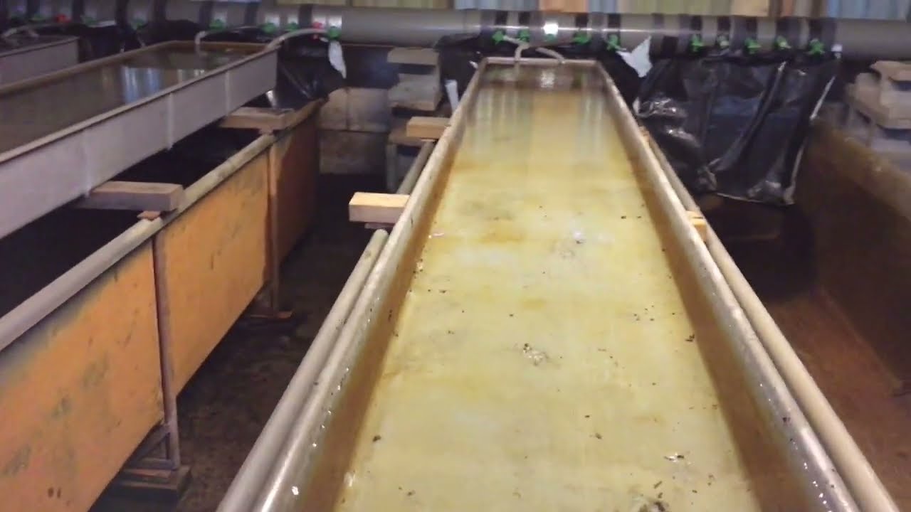 Første forberedelser i klækkehuset / Erste Vorbereitungen im Bruthaus (mehr Info unter dem Video)