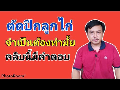 ทำไมต้องตัดปีกไก่ ตัดปีกไก่ช่วยในเรื่องอะไร ตัดปีกไก่แล้วไก่จะโตจริงมั้ย