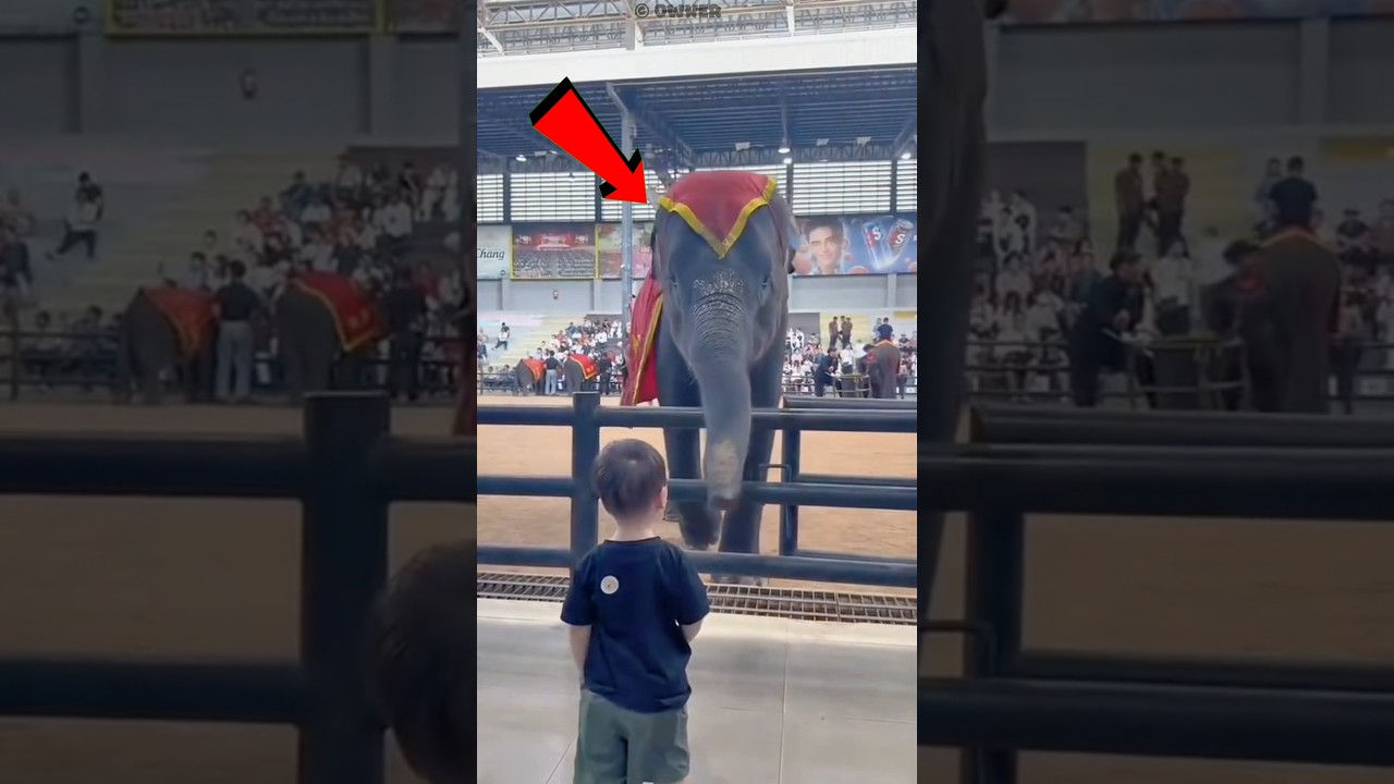 Cute Elephant Blesses Little Boy – Adorable Yet Scary Moment 🐘❤️