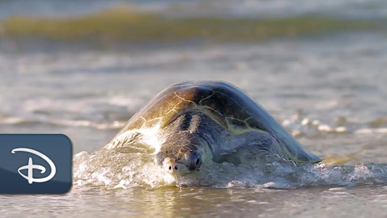 Rehabilitated Sea Turtles Make A Celebrated Return Home Disney Parks Blog