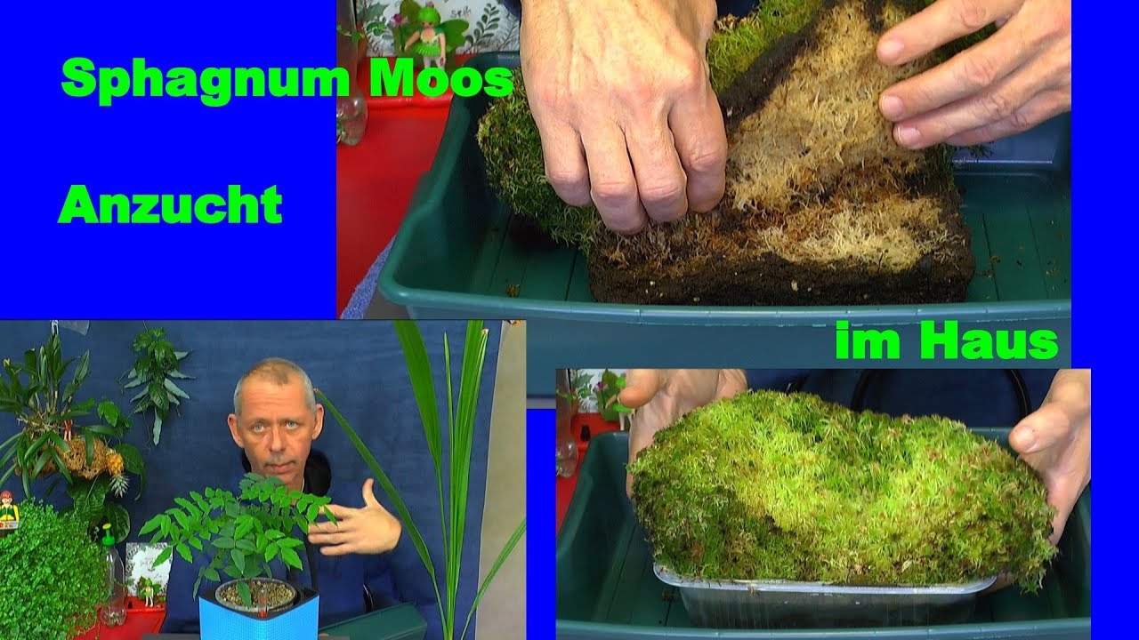 Sphagnum Moos kultivieren im Haus nchster Schritt Kurzfilm 3.01.2019 Test  gelungen