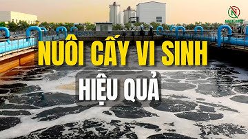 Nuôi Cấy Vi Sinh Trong Xử Lý Nước Thải - Cách Nuôi và Xử Lý Sự Cố