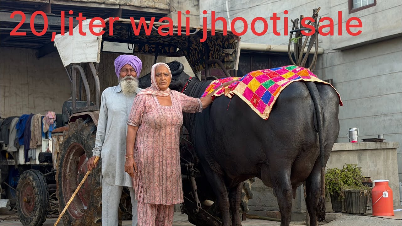 88993-53983, 81468-35939 , 20 ਕਿਲੋ ਦੁੱਧ ਵਾਲੀ ਮੋਹਰਾ ਝੋਟੀ ਵਿਕਾਊ ਪਿੰਡ ਸੈਣਾ ਜ਼ਿਲ੍ਾ ਬਰਨਾਲਾ