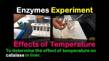 Enzymes Experiment - The effect of temperature on catalase in liver.