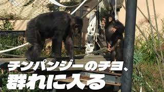 チンパンジーのチヨ、群れに入る - YouTube