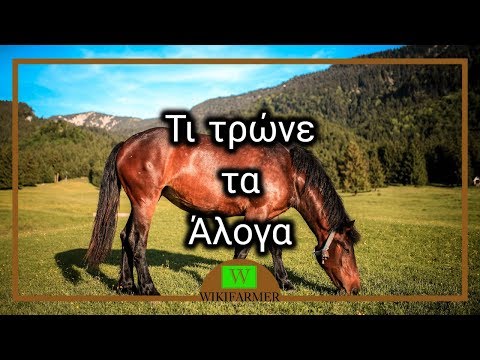 Βίντεο: Τρώνε τα άλογα τριφύλλι;