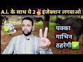A.i. के साथ ये 2✌️इंजेक्शन लगवाओ पक्का गाभिन ठहरेगी✅️ Ye 2 injection laga do Gharbh Tahara lo
