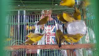 Burung Pleci Kacamata Muria Paling Diunggulkan