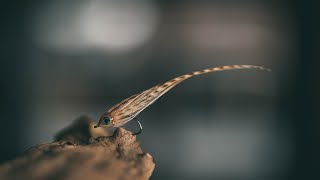 FLY TYING - Spey/Flatwing Baitfish - TUTORIAL