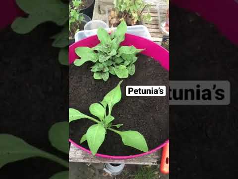 Video: Zorg voor petunia's in potten - Hoe petunia's in containers te kweken