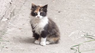 Fluffy Calico Kitten And Her Sister