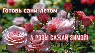 #РОЗЫ. Посадка садовых роз в горшки зимой для раннего цветения весной.