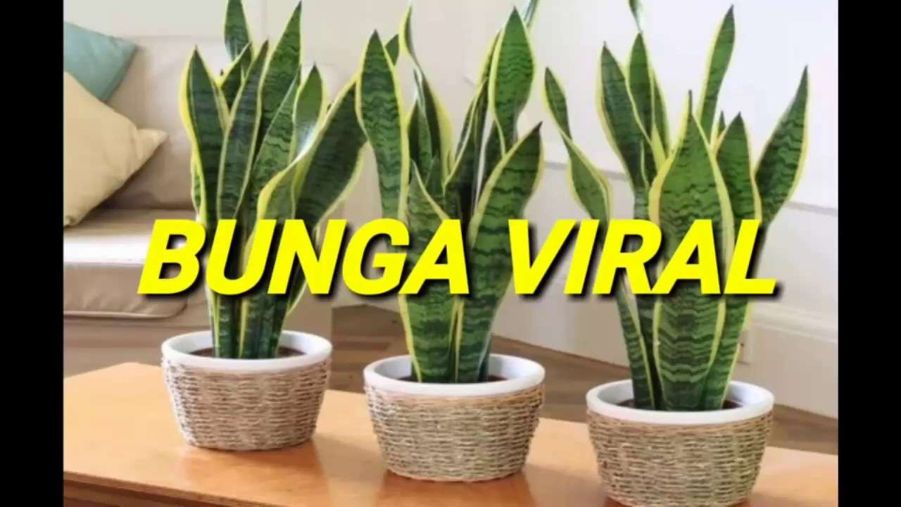 Bunga Viral Snake Plant Lidah Jin Lidah Mertua Bunga No 1 Terlajak Laris Limbang Brunei Viral Youtube