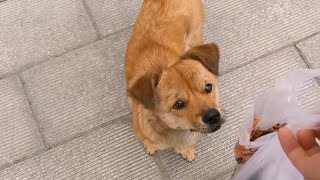 A Kind Young Man Cares for Bullied Stray Pet, While Two Others Support Each Other Through Hardships