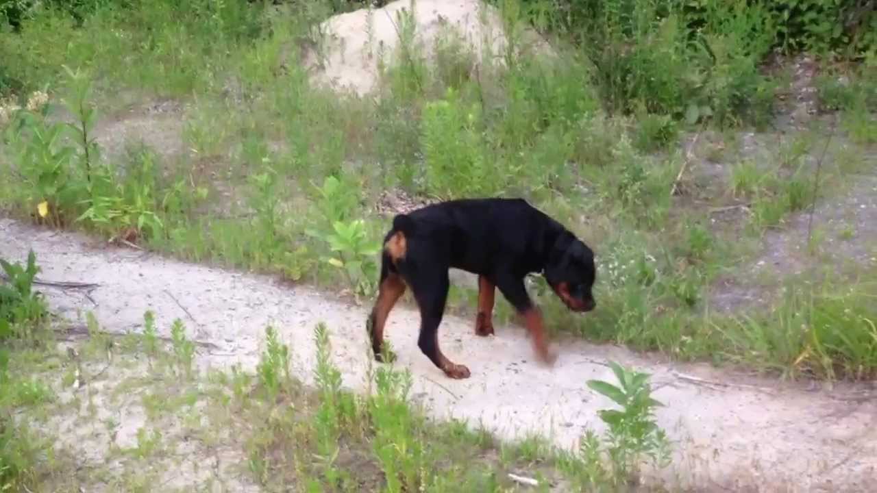 63+ 4 Month Old Rottweiler Weight