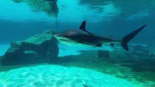 White Shark Pulls Lifeguard Underwater as Shark Sightings Rise