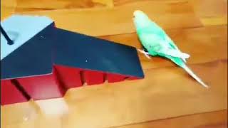 スケボーインコハッピー（もうすぐ2歳）のスケボー