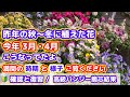 【現在（秋）植えてる花の３〜４月の様子】昨年の今頃植えた花の春の様子・復習