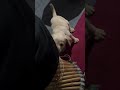 Toofani😝#viralshorts #trendingshorts #newshorts #indiashorts #dosti #funnyshorts #dogs #short#puppy