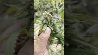 Fruit Frenzy : Solfire Gardens