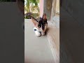 Cutest Black and White Kitty | Curious Eyes Everywhere | Diwali Bonus #catfunnyvideos #catvideos