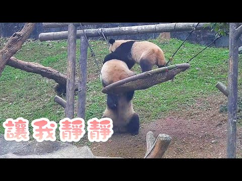 《熊貓早晚安》熊媽“一拖二”的日常生活 | iPanda熊貓頻道
