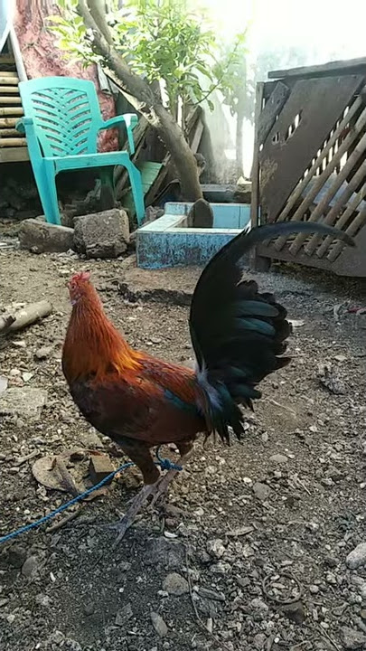 Hasil silangan Ayam hutan ori x filipin boston