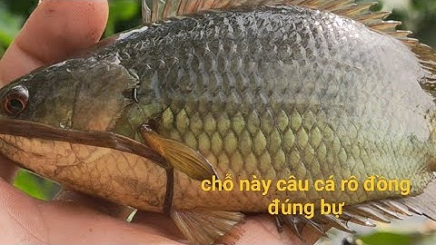 Chỗ Này Đúng Là Hết Chỗ Trê Toàn Cá Bự | Câu Cá Rô Đồng | Tập 55