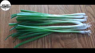Growing Your Green Onions for Months
