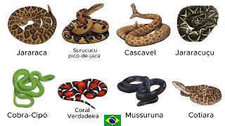 Every Dangerous Snake in Brazil Explained in 6 Minutes