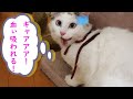 猫の体に大きなヒルが!血を吸われる猫!?