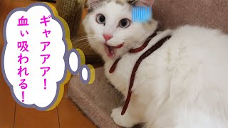 猫の体に大きなヒルが！血を吸われる猫！？ by 猫実験室 1,533 views 3 years ago 11 minutes, 22 seconds