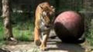 Captive Wildlife Rules Need Your Voice