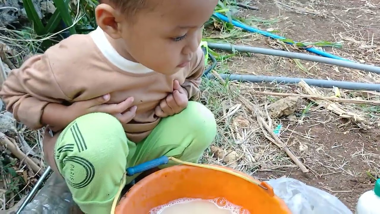 Penyemprotan Pertama Tanaman Cabe Merah Kriting