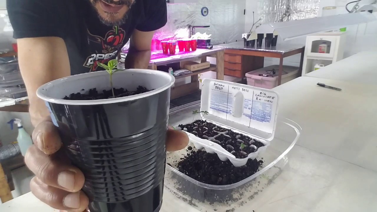Replanting Pepper Seedlings Into Double Cup Method YouTube