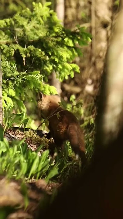 Wildlife and nature love #shorts #wildlife