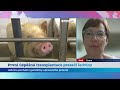 První úspěšná transplantace prasečí ledviny