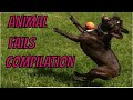 Animal Fails Compilation