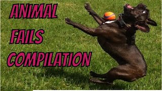 Animal Fails Compilation