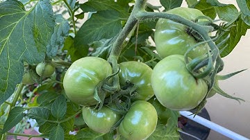 Dutch Bucket Tomatoes - Hydroponic 2020