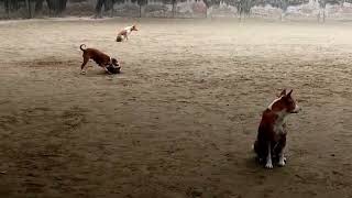 DOG playing with STREET DOGS | Both dogs are racing, playing & running on football field by Realistic Animal Sounds 472 views 3 months ago 1 minute, 37 seconds