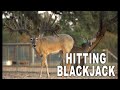 Hitting Blackjack in the Deer Business | Deer Farming Channel