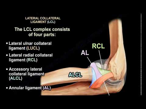 Ligaments of the Elbow Stability Of The Elbow - Everything You Need To Know - Dr. Nabil Ebraheim